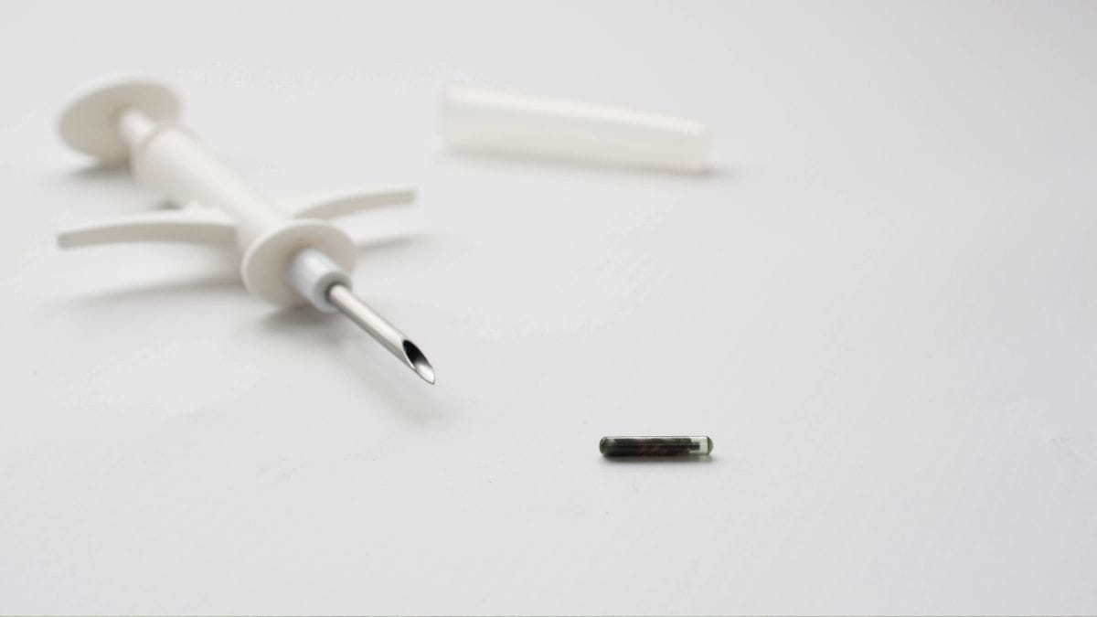 Katze chippen lassen Kosten, GPS, Nebenwirkungen, Schmerzen